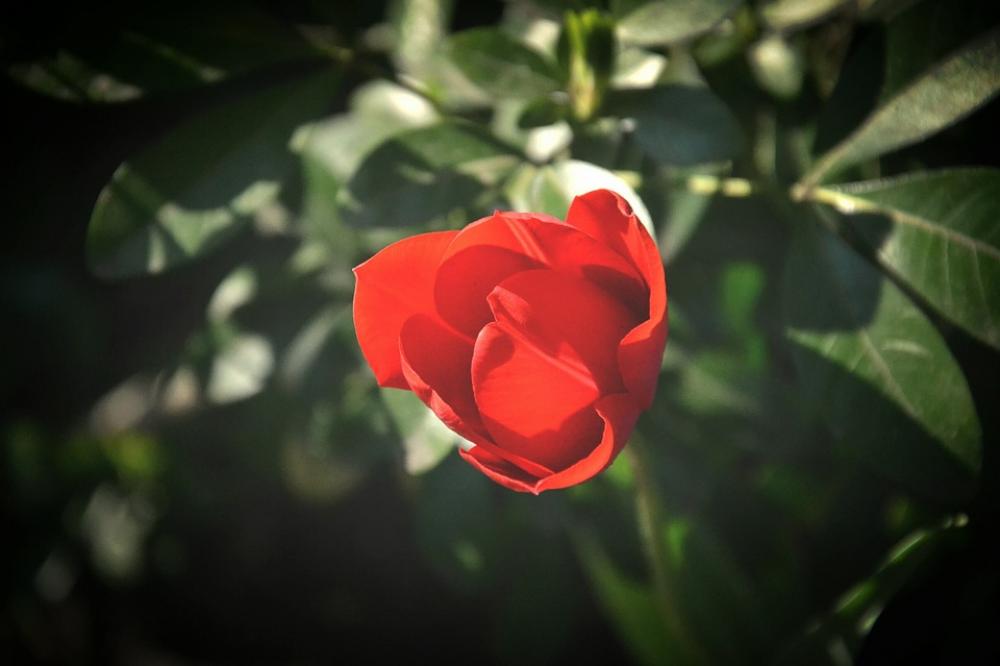 Flower Red Nature Garden Macro Summer Flower Bud Flower Red Nature Garden Macro Summer Flower Bud
