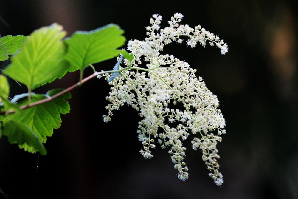 Flower White Bush Plant Bloom Blooming Branch Flower White Bush Plant Bloom Blooming Branch