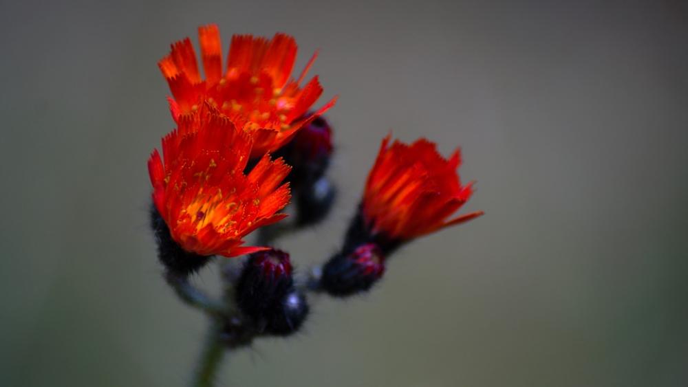 Flower Red Wood Forest Wild Floral Flora Plant Flower Red Wood Forest Wild Floral Flora Plant