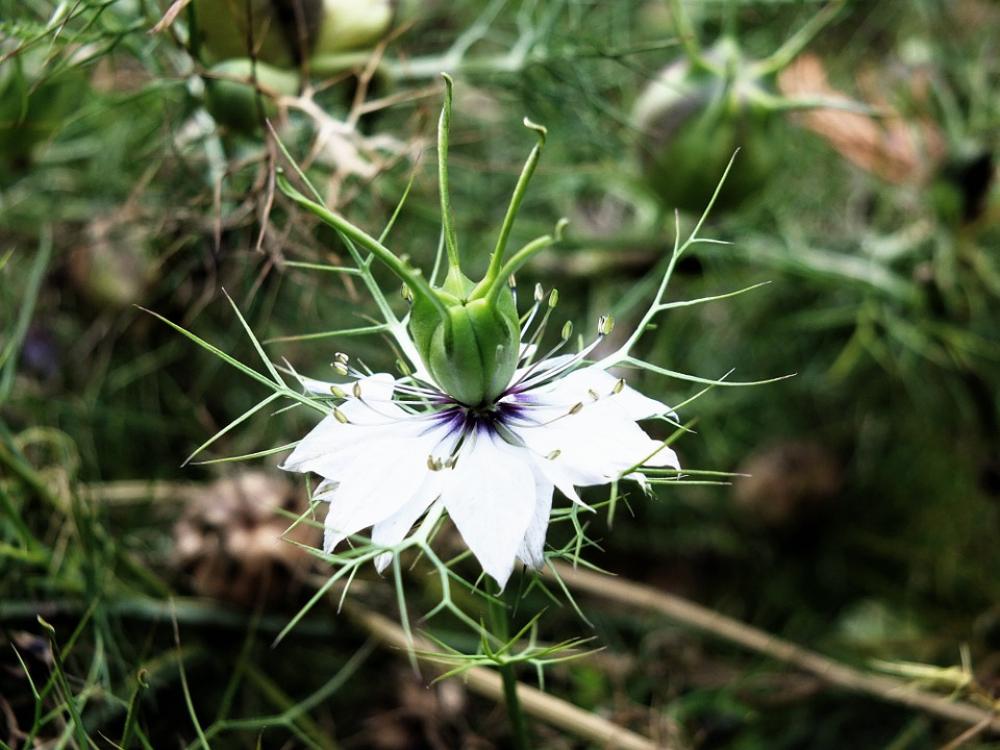 Flower Stamen Spring Garden Floral Botany Nature Flower Stamen Spring Garden Floral Botany Nature