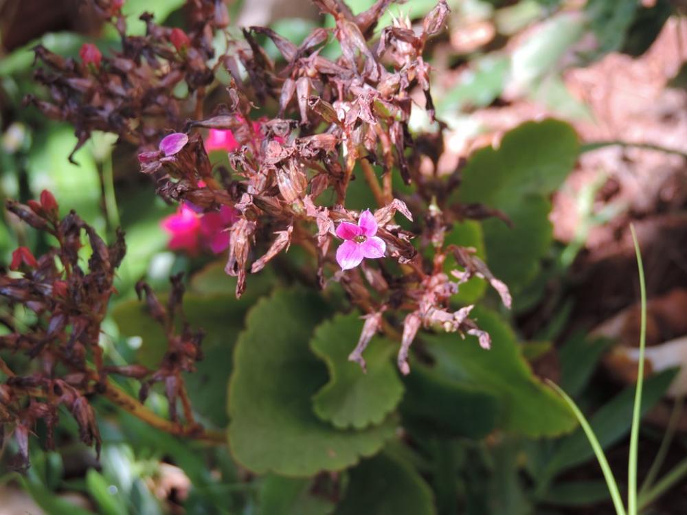 Flower Vegetation Garden Nature Field Leaves Flower Vegetation Garden Nature Field Leaves