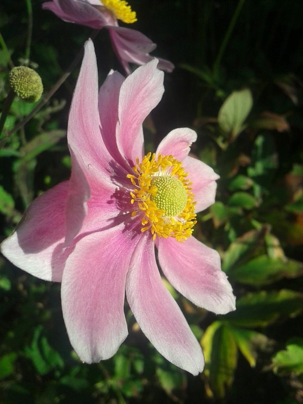 Flower Pink Pale Pink Spring Drive Spring Flowers Flower Pink Pale Pink Spring Drive Spring Flowers