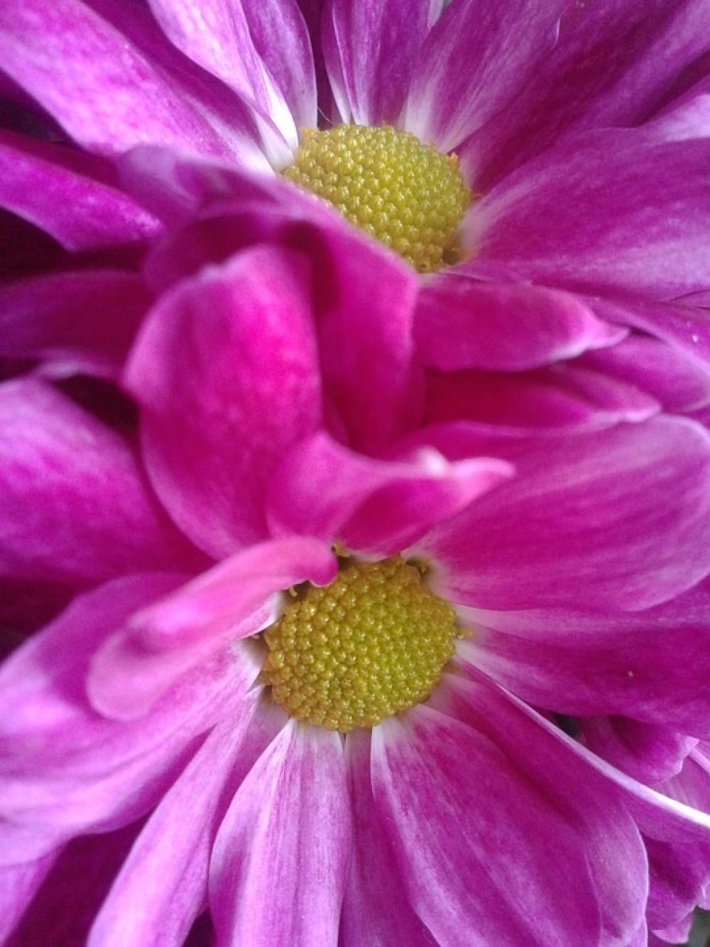 Blossom Bloom Purple Plant Close Up Violet Summer Blossom Bloom Purple Plant Close Up Violet Summer