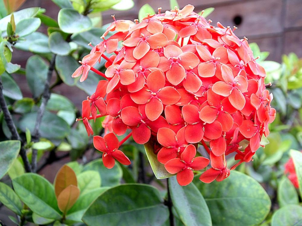 Flower Garden Nature Plants Red Flower Garden Nature Plants Red
