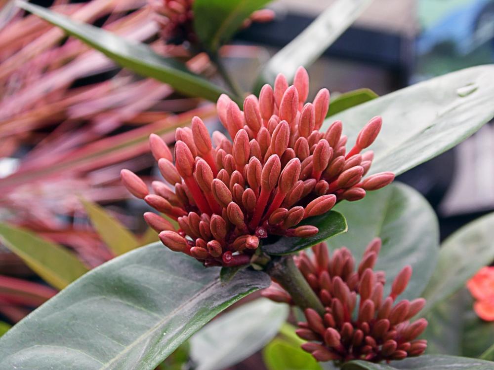 Flower Plants Garden Flower Plants Garden