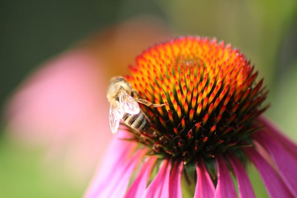 Flower Bee Red Blossom Bloom Coneflower Plant Flower Bee Red Blossom Bloom Coneflower Plant