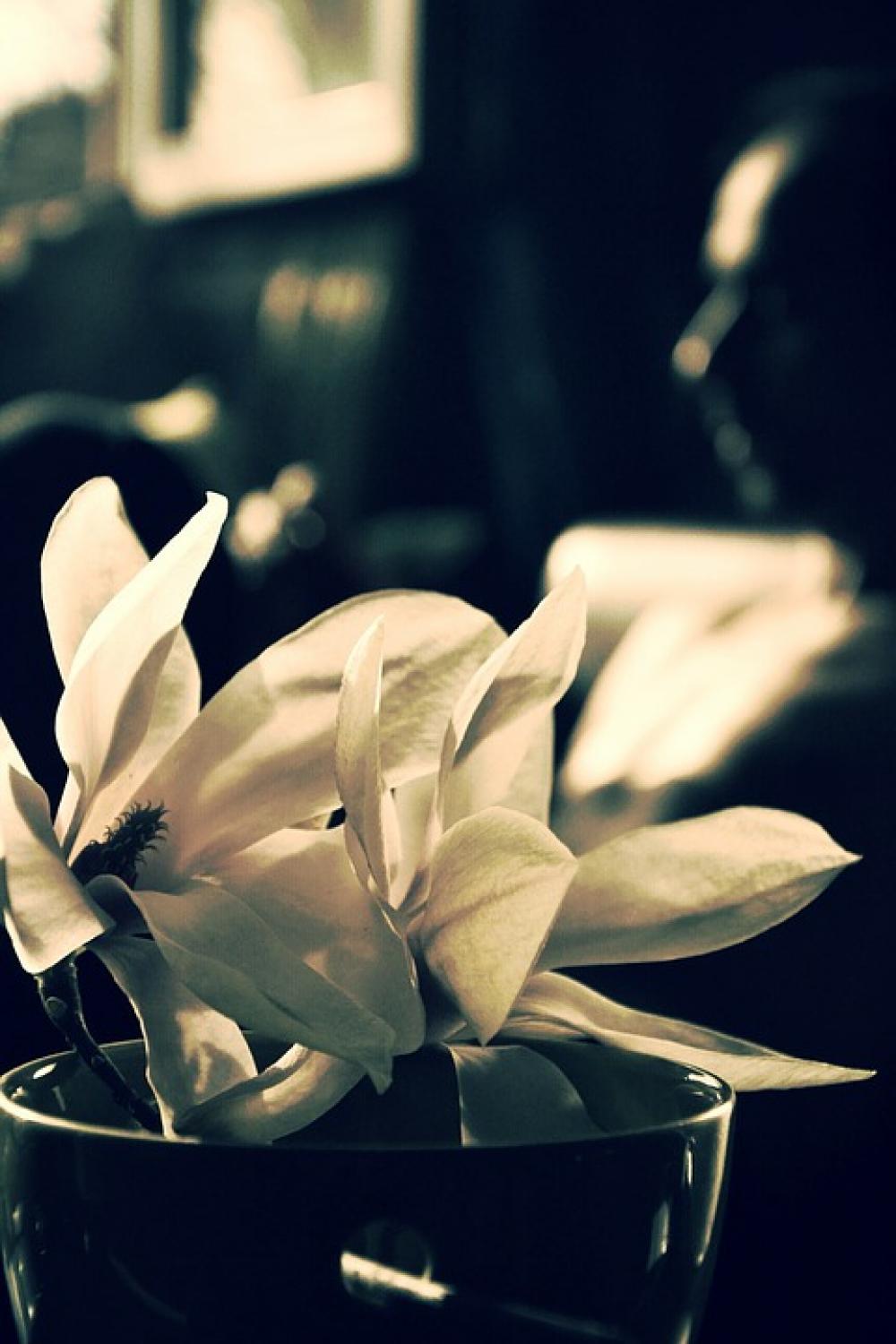 Flower White Nature Flower White Nature