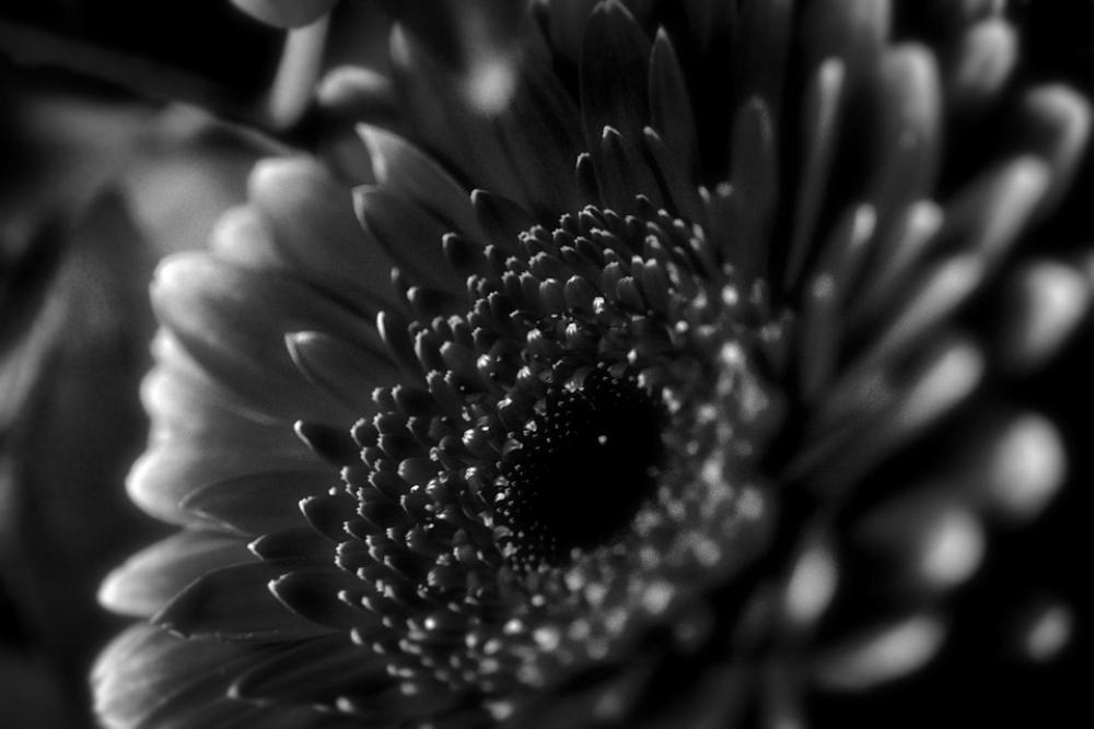 Flower Blossom Bloom Nature Macro Black And White Flower Blossom Bloom Nature Macro Black And White