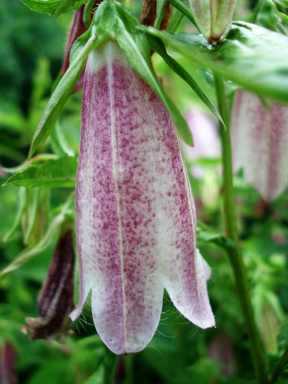 Flower Bell Nature Bloom Flora Violet Natural Flower Bell Nature Bloom Flora Violet Natural