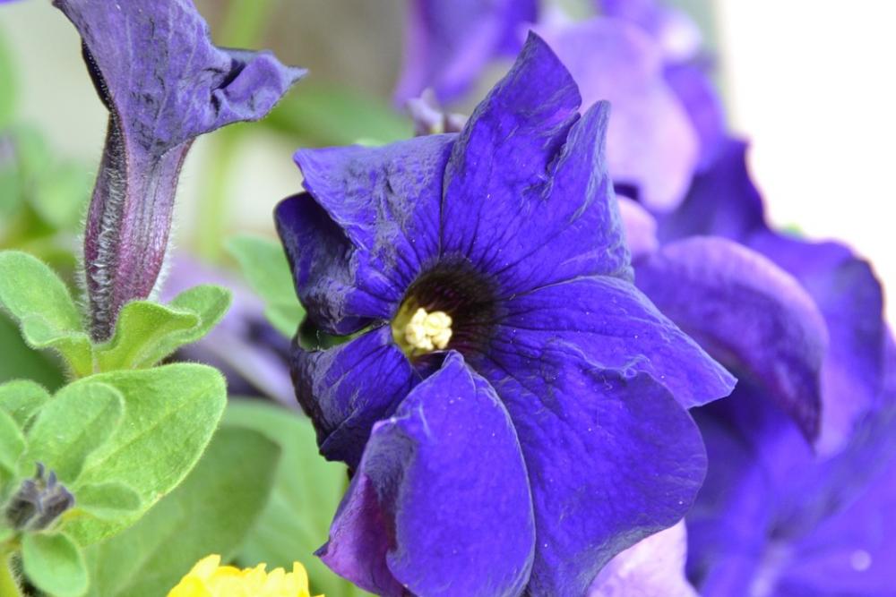 Flower Summer Plant Purple Flower Summer Plant Purple