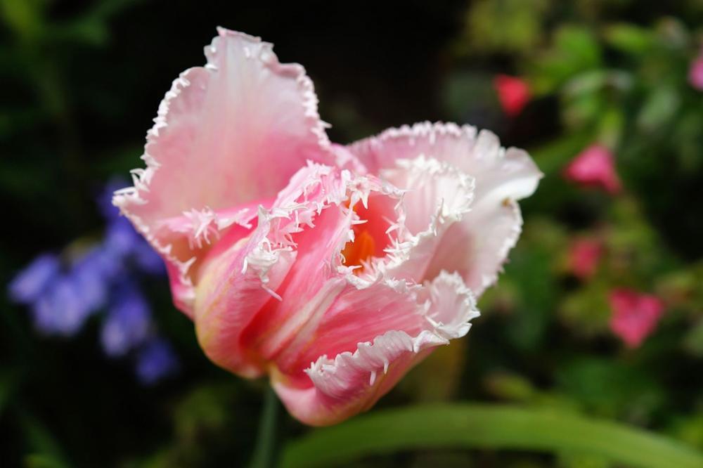 Flower Blossom Bloom Tulip Pink Tender Plant Flower Blossom Bloom Tulip Pink Tender Plant