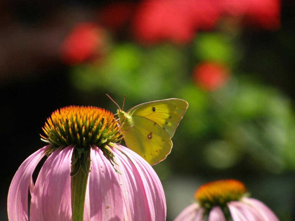 Flower Butterfly Pink Yellow Summer Garden Macro Flower Butterfly Pink Yellow Summer Garden Macro
