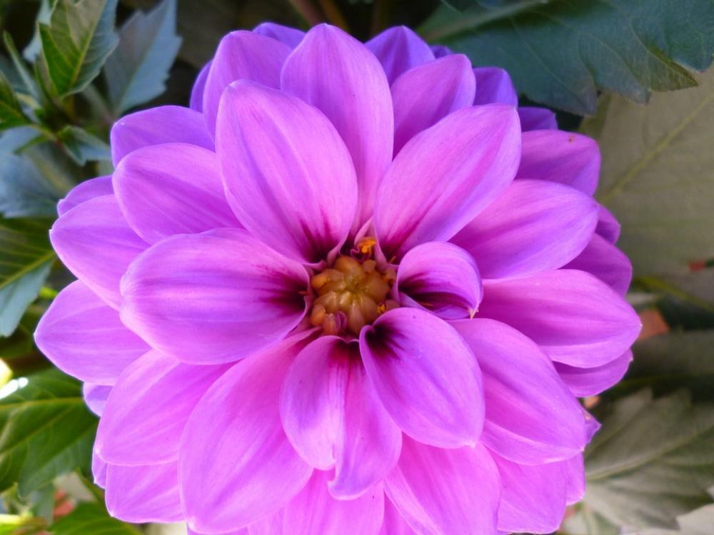 Flower Blossom Bloom Purple Flower Blossom Bloom Purple