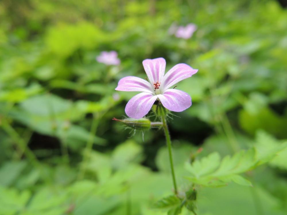 Blossom Bloom Flower Plant Purple Nature Macro Blossom Bloom Flower Plant Purple Nature Macro