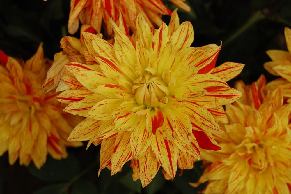 Blossom Bloom Yellow Flower Plant Nature Blossom Bloom Yellow Flower Plant Nature