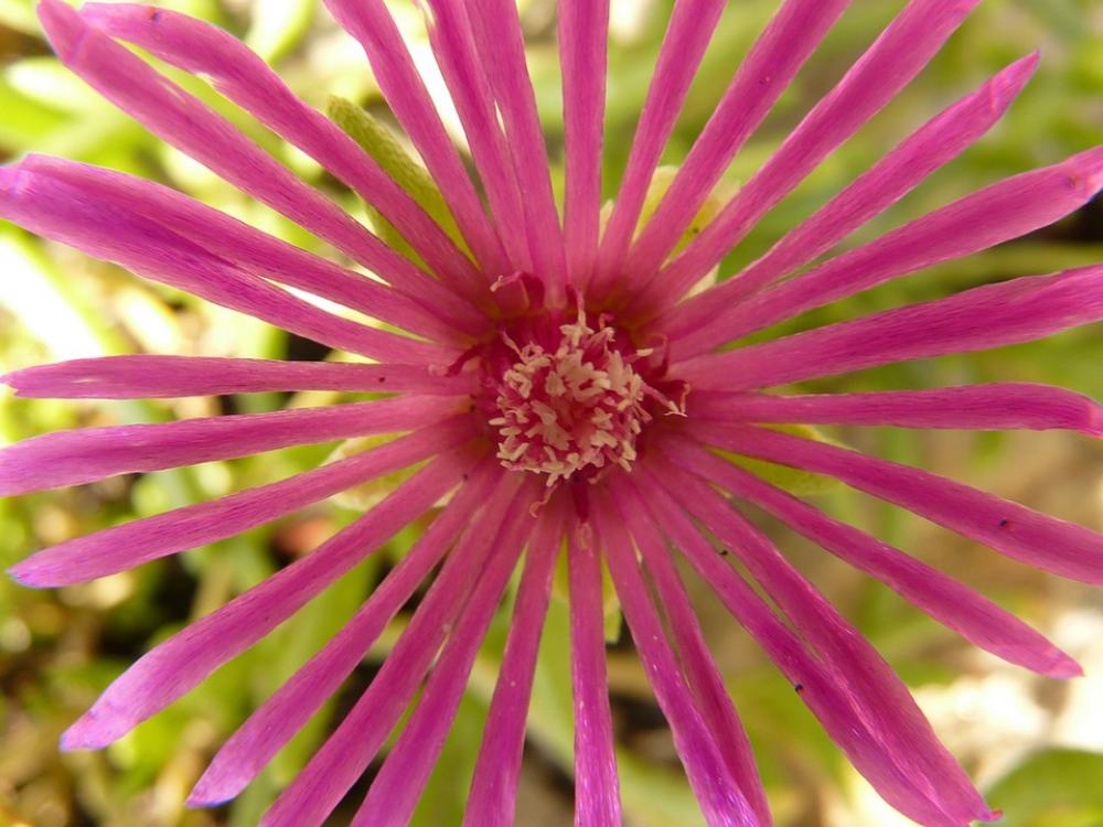 Flower Nature Plant Blossom Bloom Farbenpracht Flower Nature Plant Blossom Bloom Farbenpracht