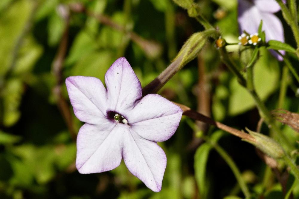 Flower White Purple Plant Garden Autumn Fall Flower White Purple Plant Garden Autumn Fall