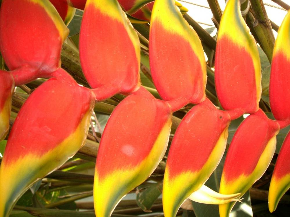 Flower Colorful Nature Flowers Colored Leaves Flower Colorful Nature Flowers Colored Leaves