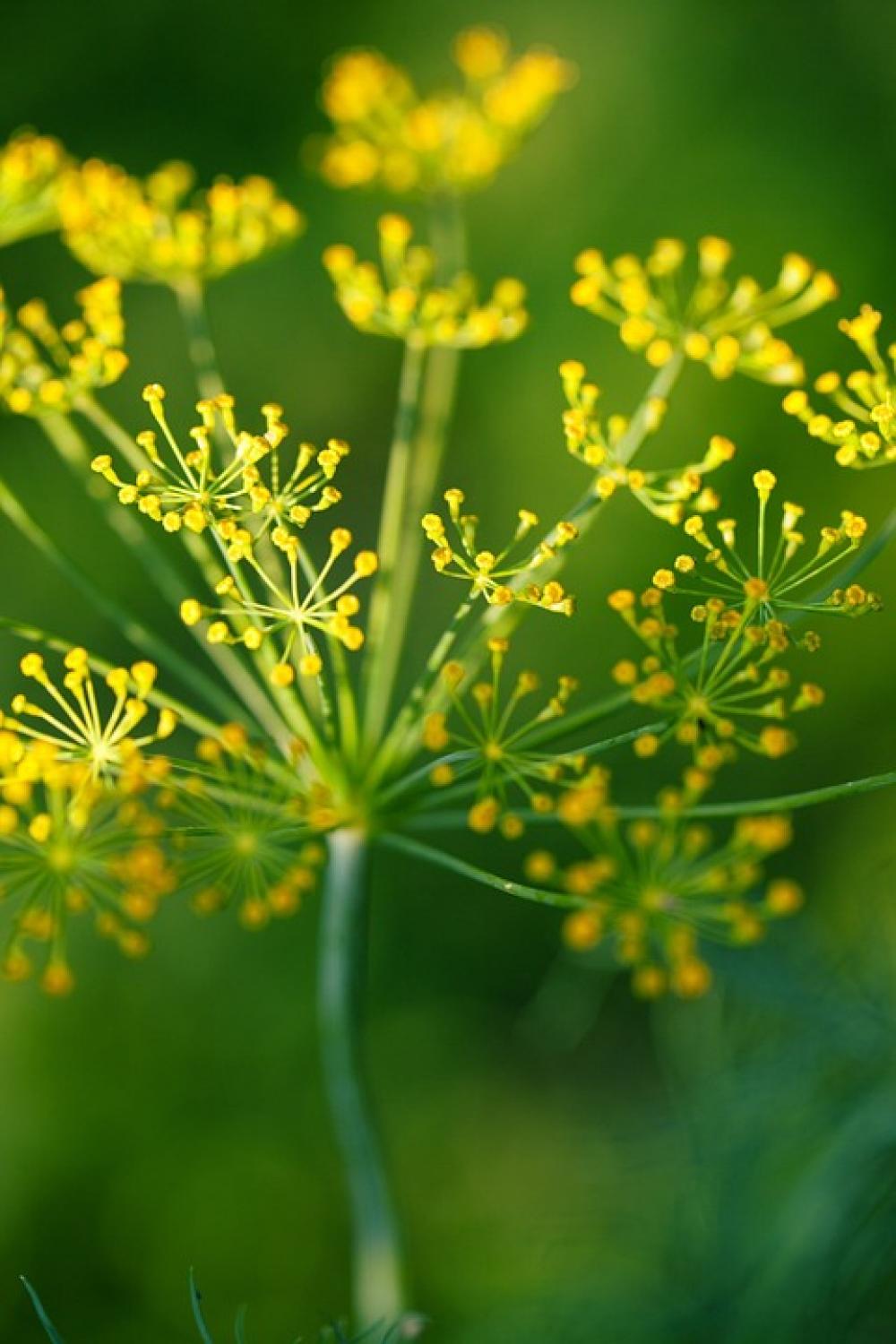 Flower Condiment Dill Food Fresh Garden Green Flower Condiment Dill Food Fresh Garden Green