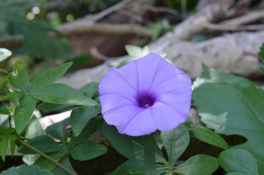 Flower Convolvulaceae Violet Lilac Bloom Blossom Flower Convolvulaceae Violet Lilac Bloom Blossom