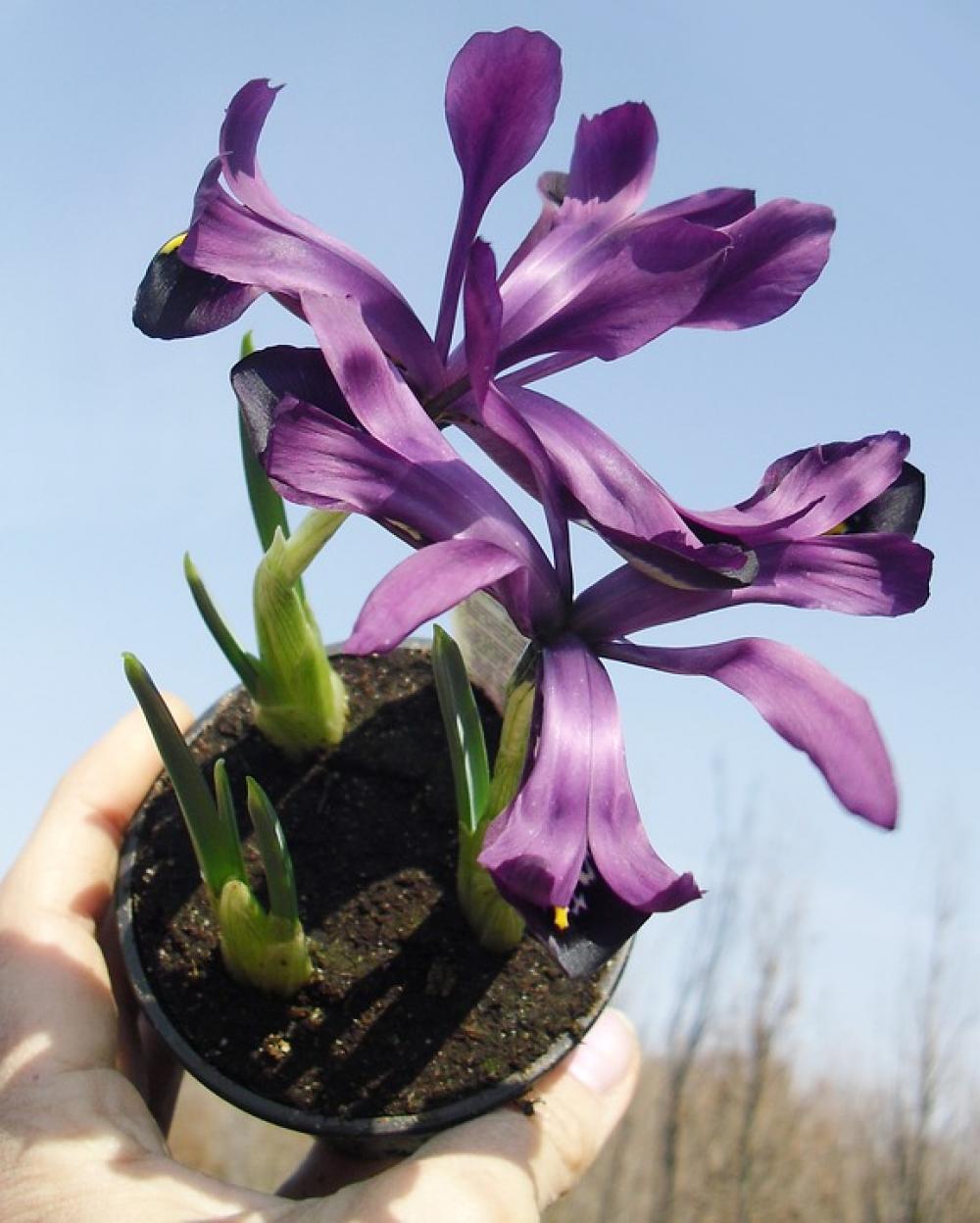 Flower Violet Dark Vase Flower Violet Dark Vase