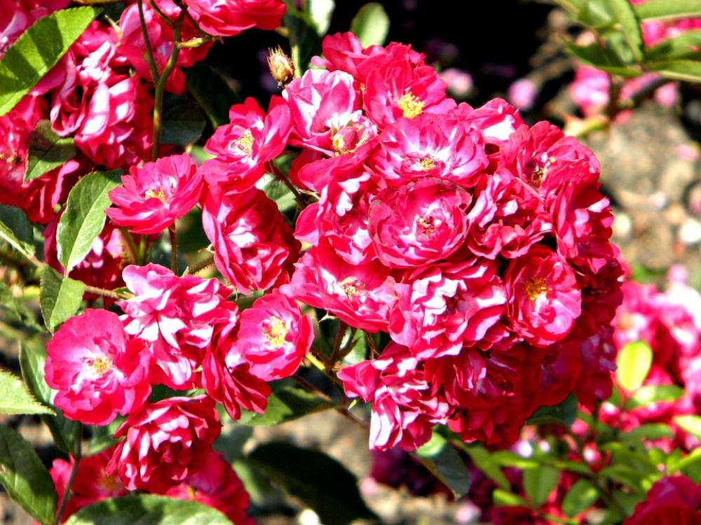 Flower Plant Garden Flora Beauty Spring Bees Flower Plant Garden Flora Beauty Spring Bees