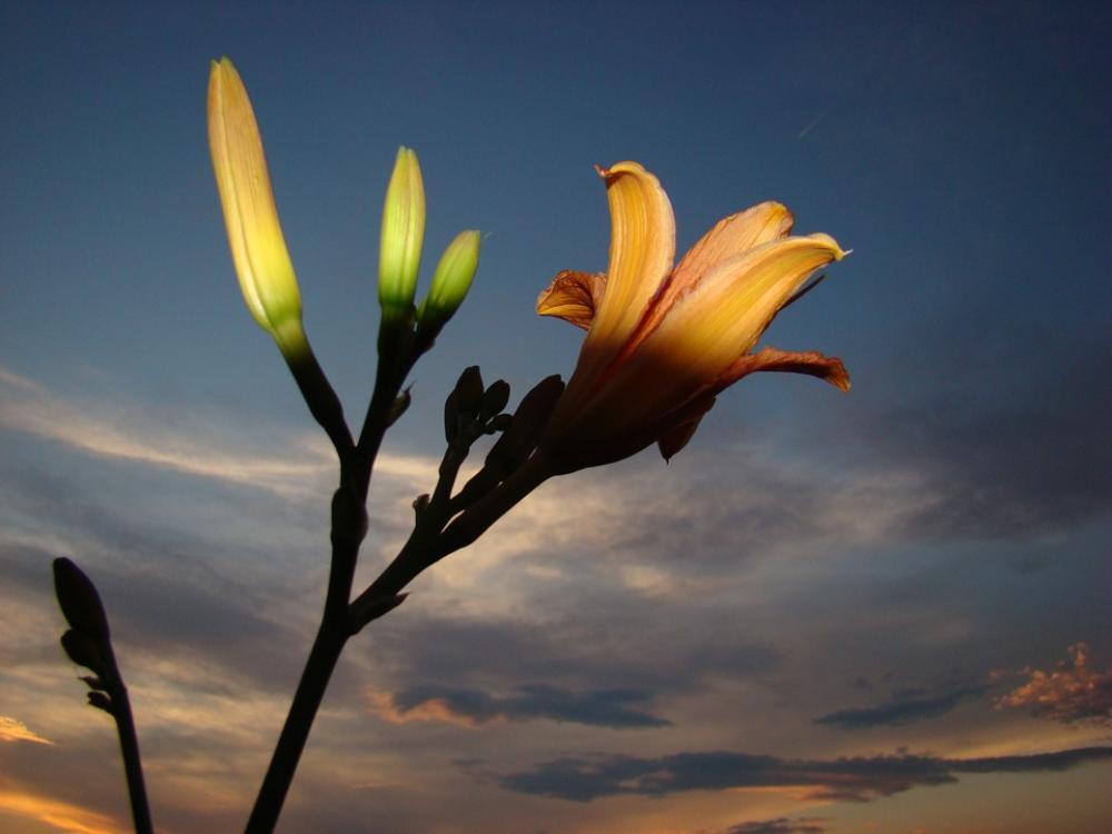 Flower Light Cloud Light And Shadow Flower Light Cloud Light And Shadow