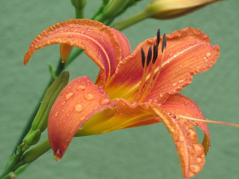 Flower Flowers Flora Garden Flower Flowers Flora Garden