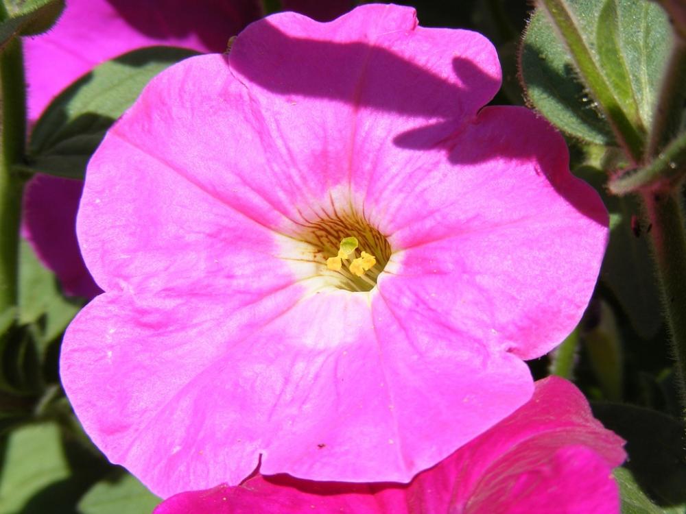 Flower Flowers Fucsia Petunia Solanaceae Plants Flower Flowers Fucsia Petunia Solanaceae Plants