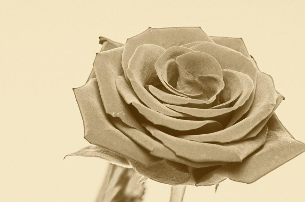 Flower Spring Blossom Bloom Affection Fragrance Flower Spring Blossom Bloom Affection Fragrance