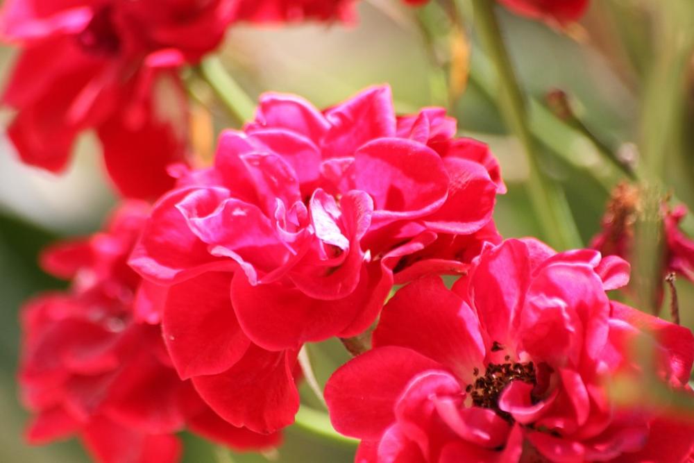 Flower Pink Macro Flower Pink Macro
