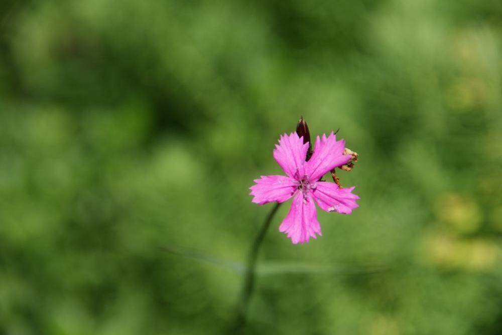 Flower Blossom Bloom Macro Nature Garden Red Flower Blossom Bloom Macro Nature Garden Red