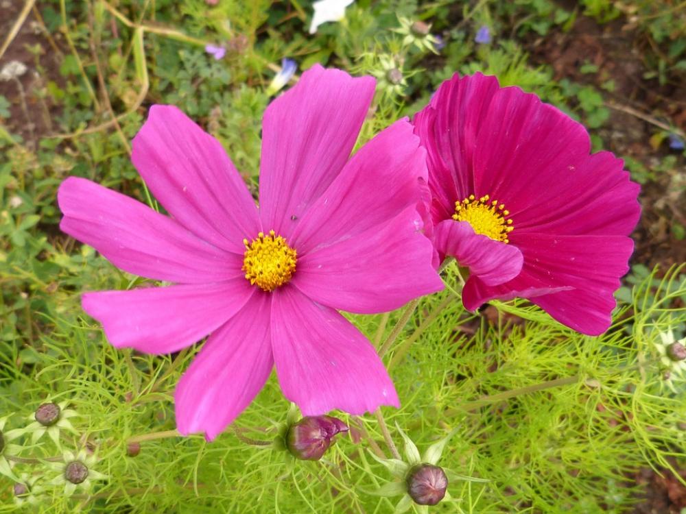 Flower Blossom Bloom Pink Red Garden Nature Flower Blossom Bloom Pink Red Garden Nature