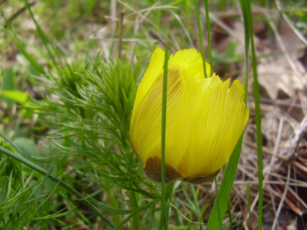 Flower Yellow Petal Plant Nature Flowers Flora Flower Yellow Petal Plant Nature Flowers Flora