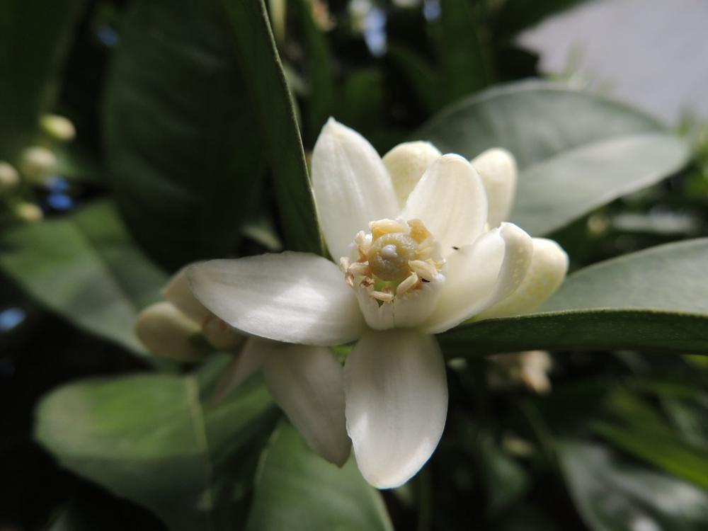 Flower Orange Blossom Plant Flowers Nature Fruit Flower Orange Blossom Plant Flowers Nature Fruit