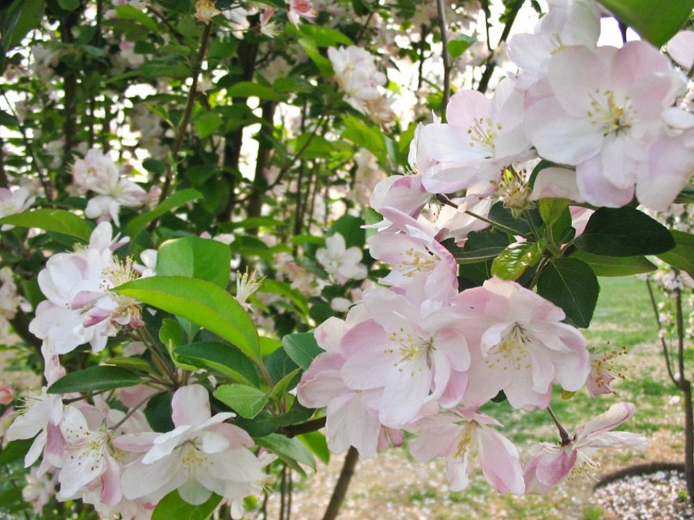 Flower Spring Pink Beautiful Garden Flower Spring Pink Beautiful Garden
