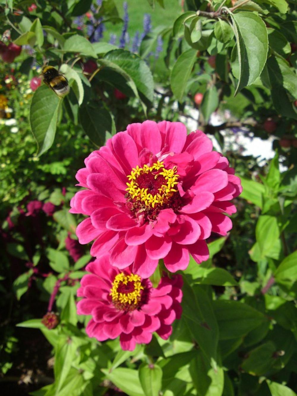Flower Blossom Bloom Red Pink Yellow Nature Flower Blossom Bloom Red Pink Yellow Nature
