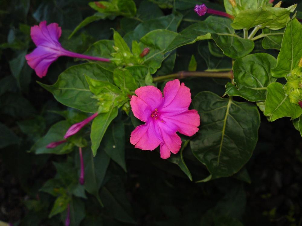 Flower Blossom Bloom Pink Nature Spring Zoom Flower Blossom Bloom Pink Nature Spring Zoom