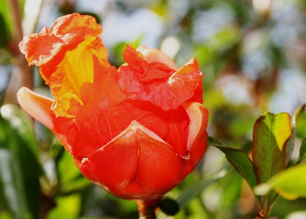 Flower Bloom Orange Bright Unfolding Unfurling Flower Bloom Orange Bright Unfolding Unfurling