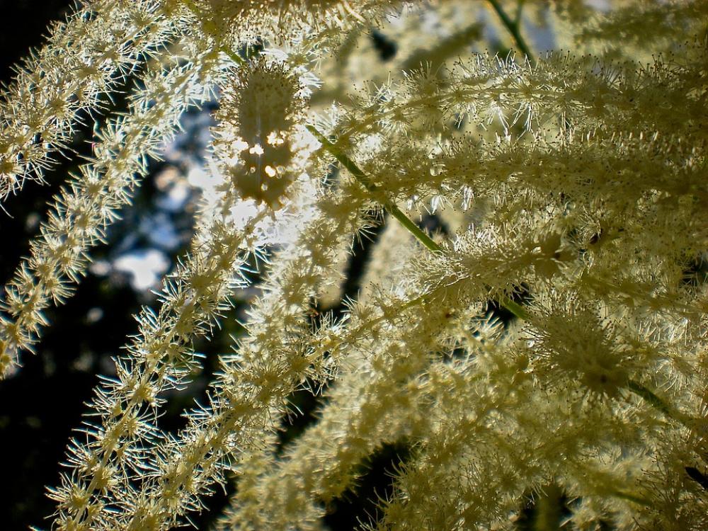 Flower Cluster White Summer Flower Cluster White Summer