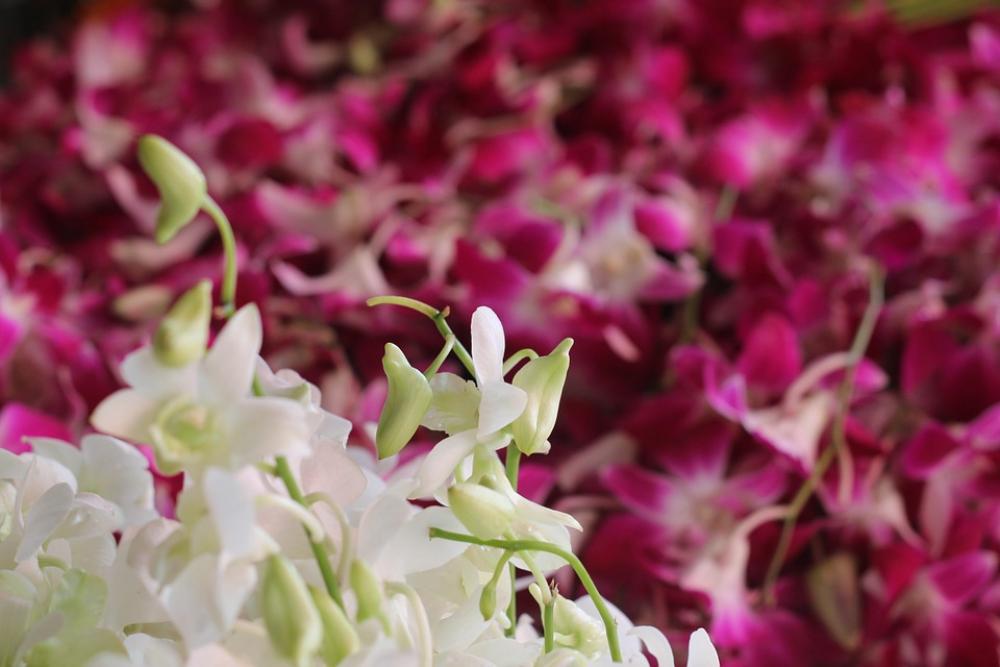 Flower Market Orchids Fresh White Purple Thailand Flower Market Orchids Fresh White Purple Thailand