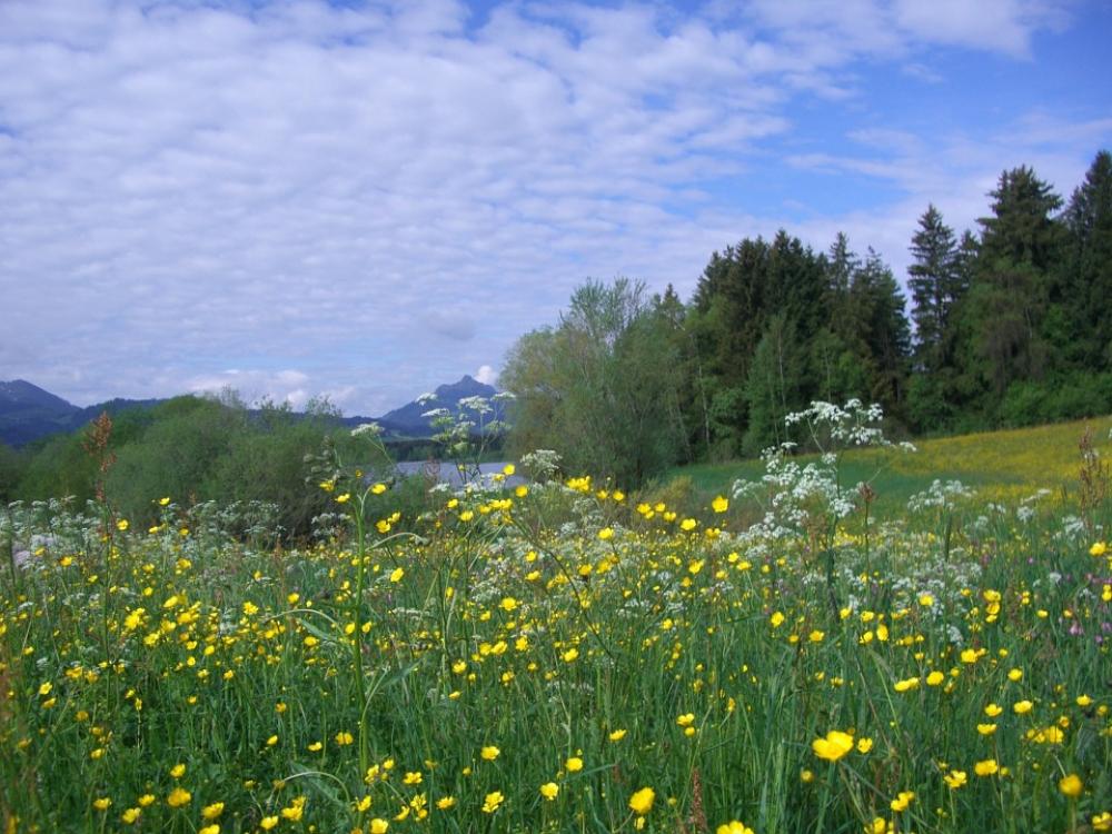 Flower Meadow Gruentensee Greened Flowers Yellow Flower Meadow Gruentensee Greened Flowers Yellow