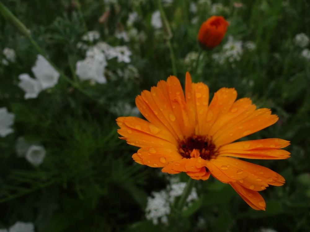 Flower Meadow Spring Meadow Flowers Wild Flowers Flower Meadow Spring Meadow Flowers Wild Flowers