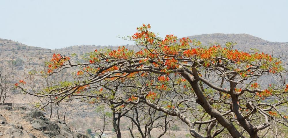 Flowering Tree Tree Orange Blossom India Nature Flowering Tree Tree Orange Blossom India Nature