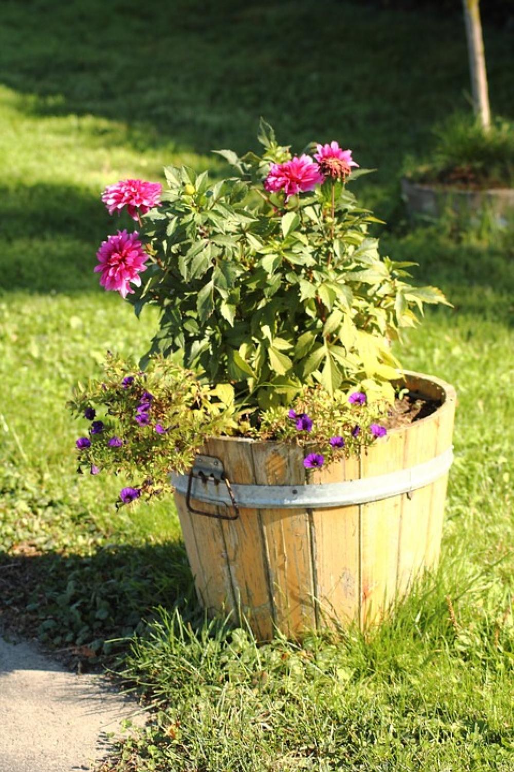 Flowerpot Flowers Plant Barrel Ton Flowerpot Flowers Plant Barrel Ton