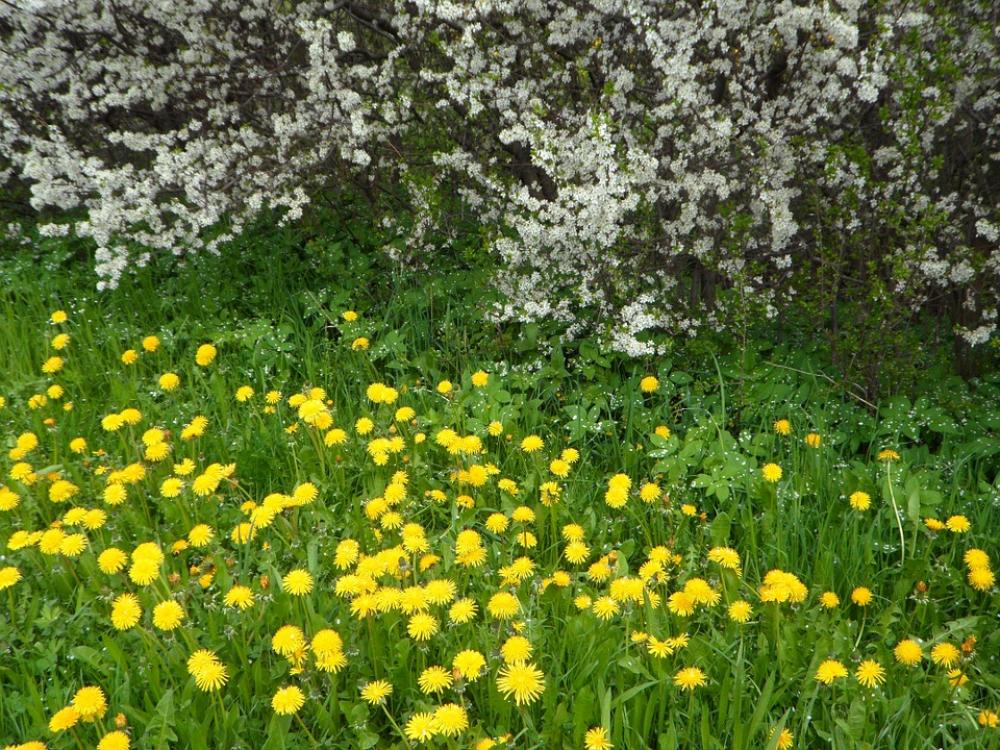 Flowers Blütenmeer Dandelion Yellow White Grass Flowers Blütenmeer Dandelion Yellow White Grass