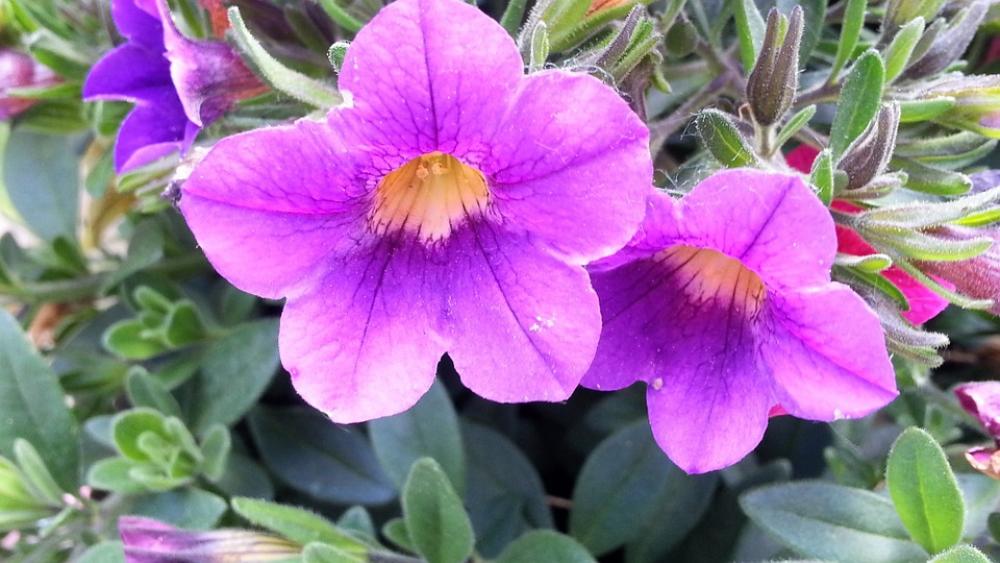 Flowers Colorful Flower Nature Colorful Flowers Flowers Colorful Flower Nature Colorful Flowers
