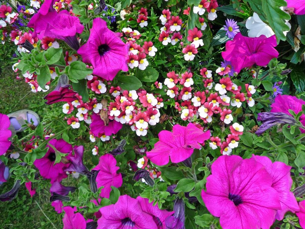 Flowers Spring Flower Flowering Shrub Purple Plant Flowers Spring Flower Flowering Shrub Purple Plant