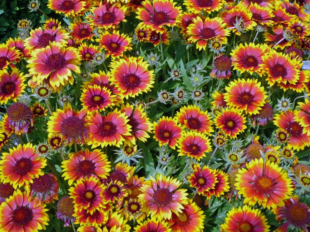 Flowers Blossom Bloom Plant Flower Nature Field Flowers Blossom Bloom Plant Flower Nature Field