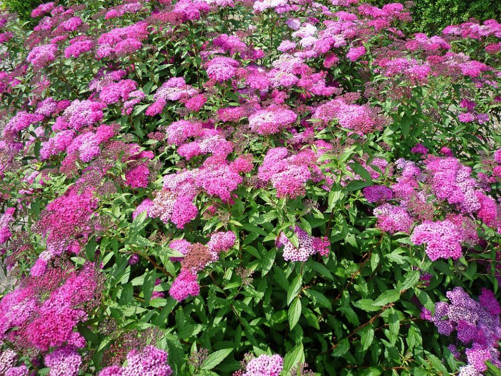 Flowers Plant Blossom Bloom Flower Nature Spring Flowers Plant Blossom Bloom Flower Nature Spring